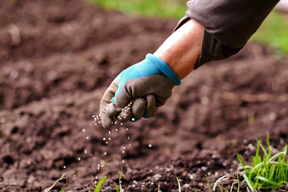 A person wearing gloves carefully plants seeds in a garden, ensuring proper growth and nurturing. Fertilizing is an important aspect of backyard gardening tips for optimal plant development.